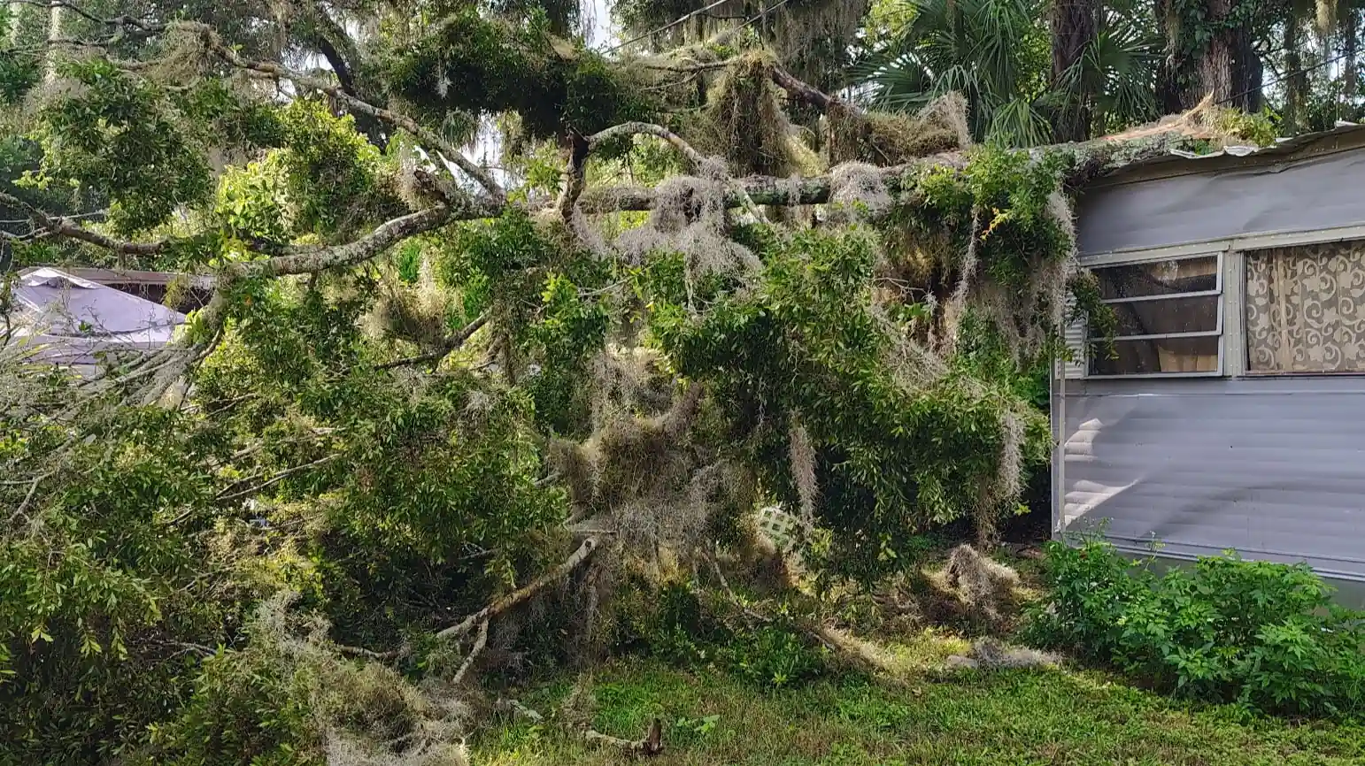 Tree service and landscaping in Lake Mary, FL