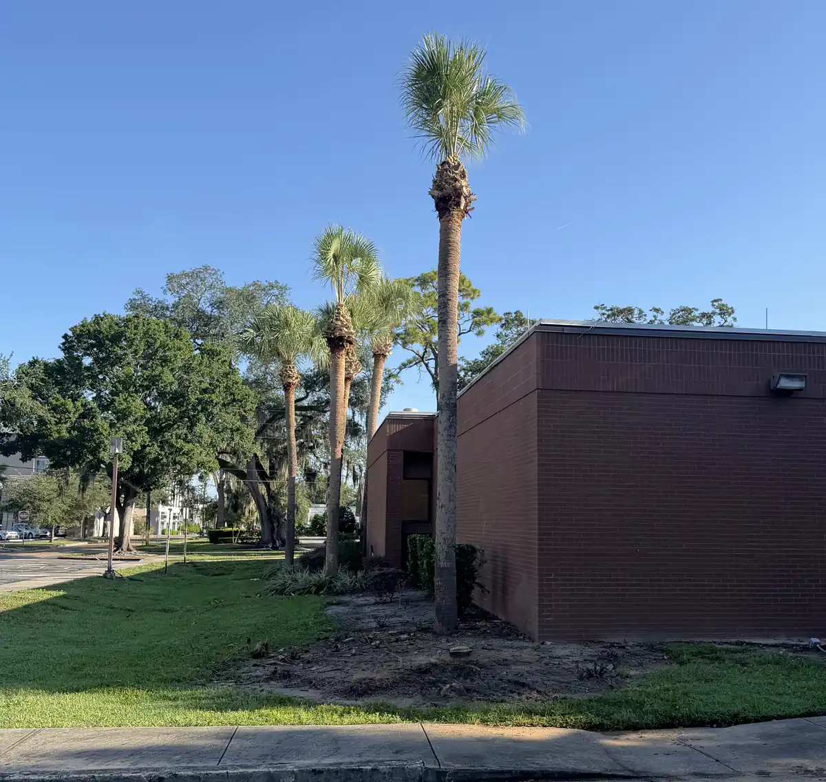 Four trimmed sabal palms standing clear of the brick corner of an Orlando commercial building after the crowded palms were removed