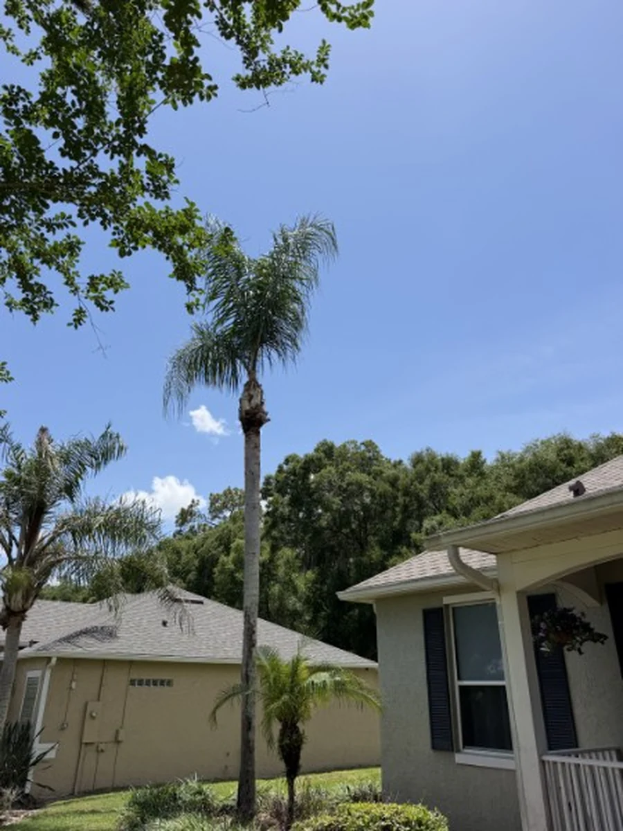 Emergency Tree Removal When You Need It - Roeling Green Lawns