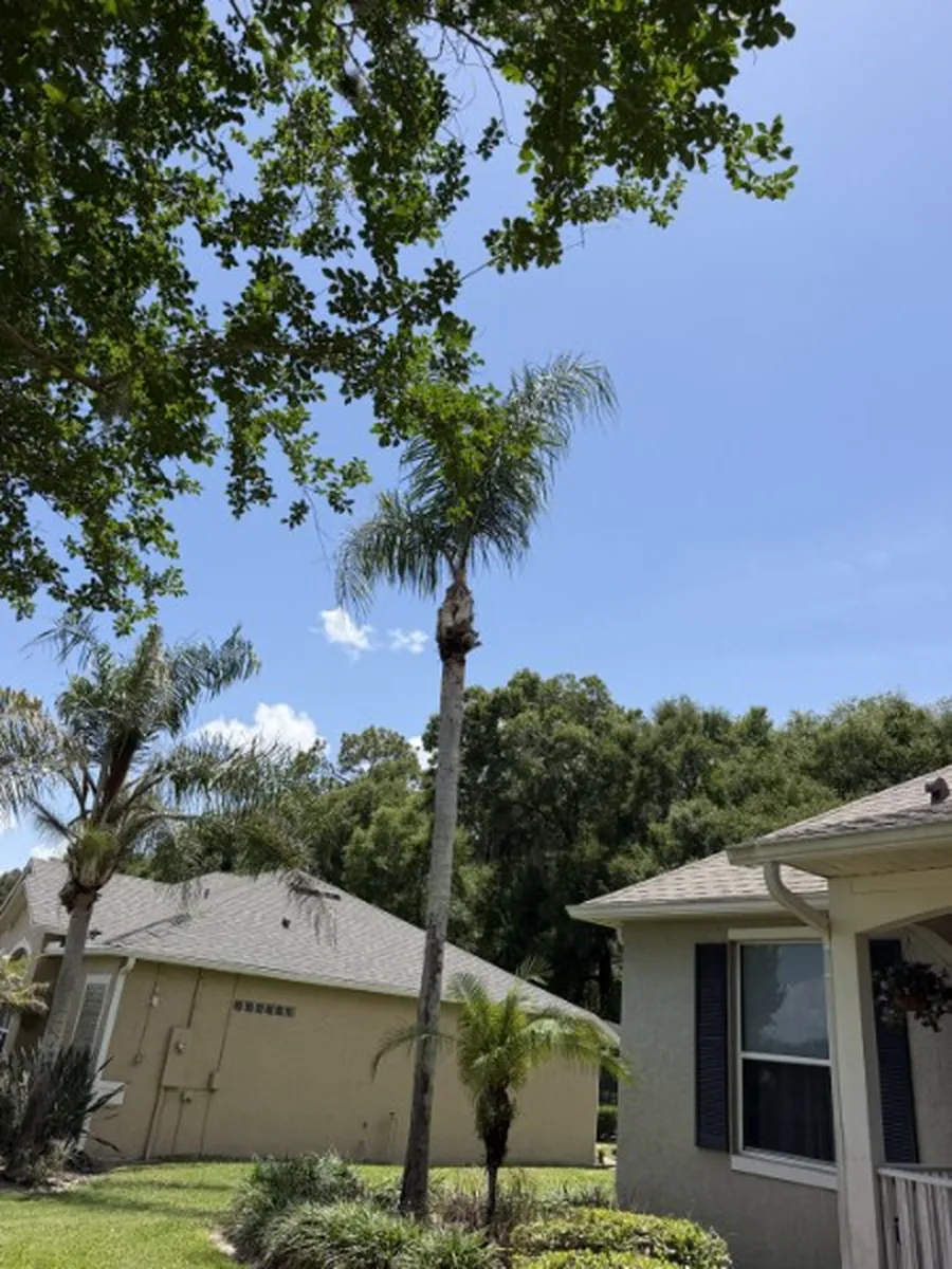 Professionally trimmed palm tree in Daytona Beach, FL