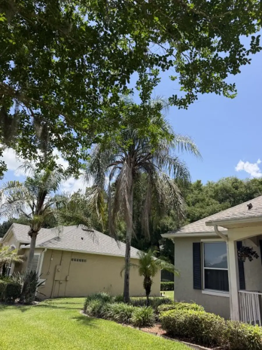 Queen Palms Cleaned Up and Trimmed in Daytona Beach