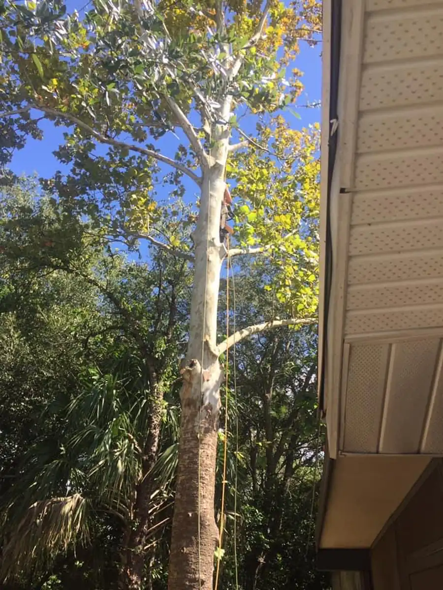 Slender tree growing tight against the eave and siding of a Daytona Beach home before removal