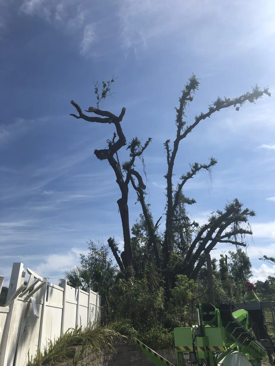 Dead multi stemmed tree cut back to bare stubs at the Daytona Beach property with the lift working below