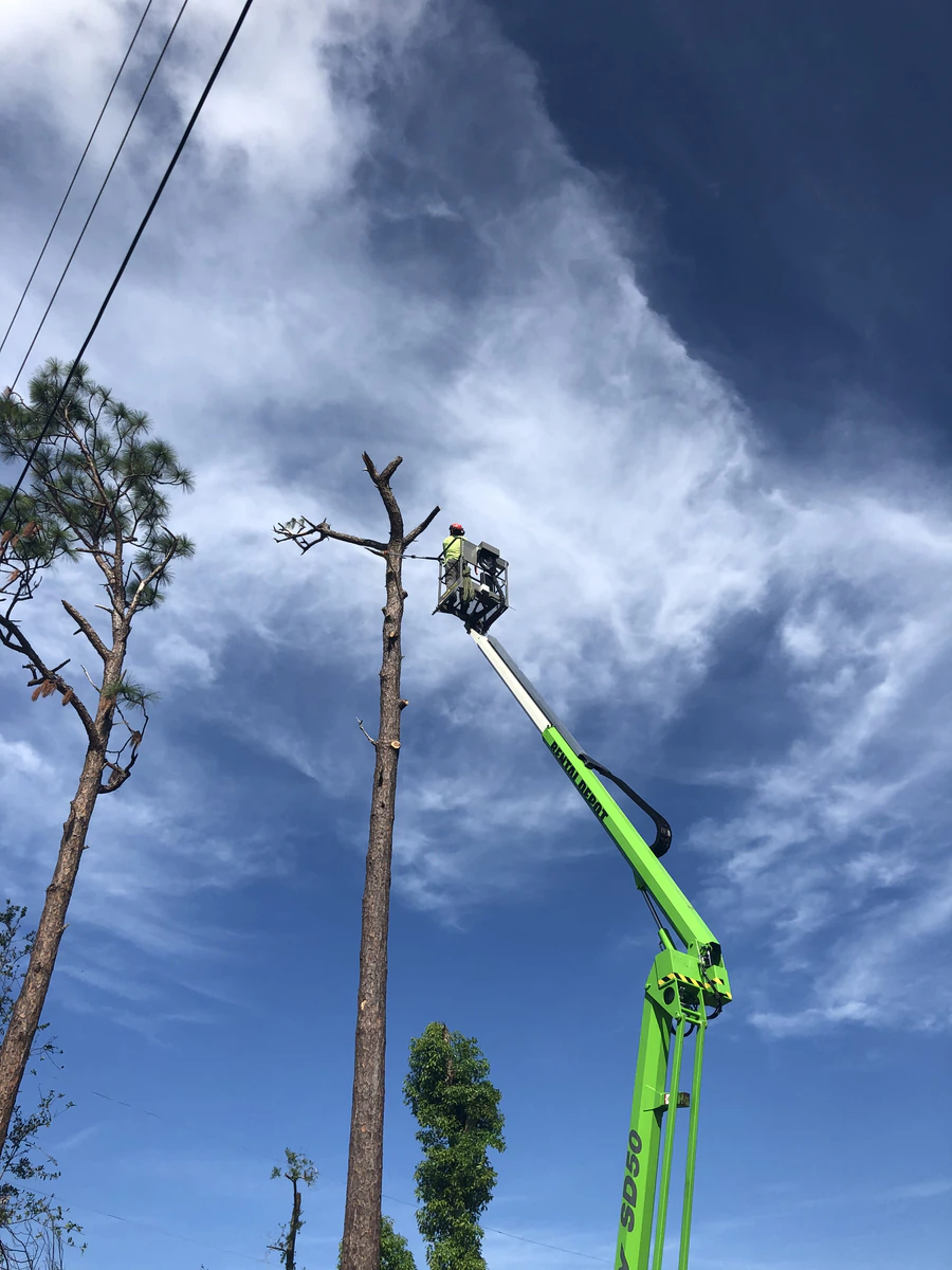 Lift raised to the top of a bare dead pine in Daytona Beach with overhead power lines running to the left