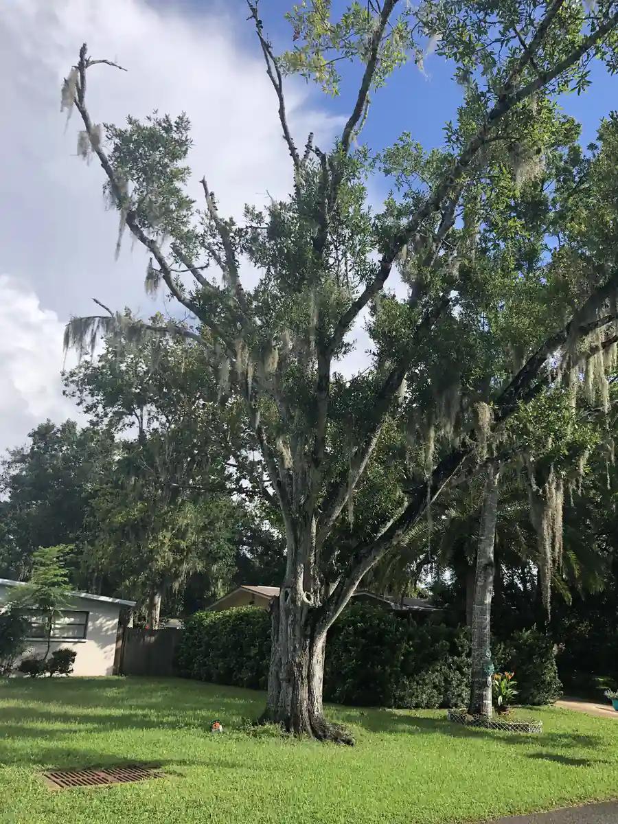 Large oak draped in Spanish moss standing over the front yard of a Daytona Beach home before removal