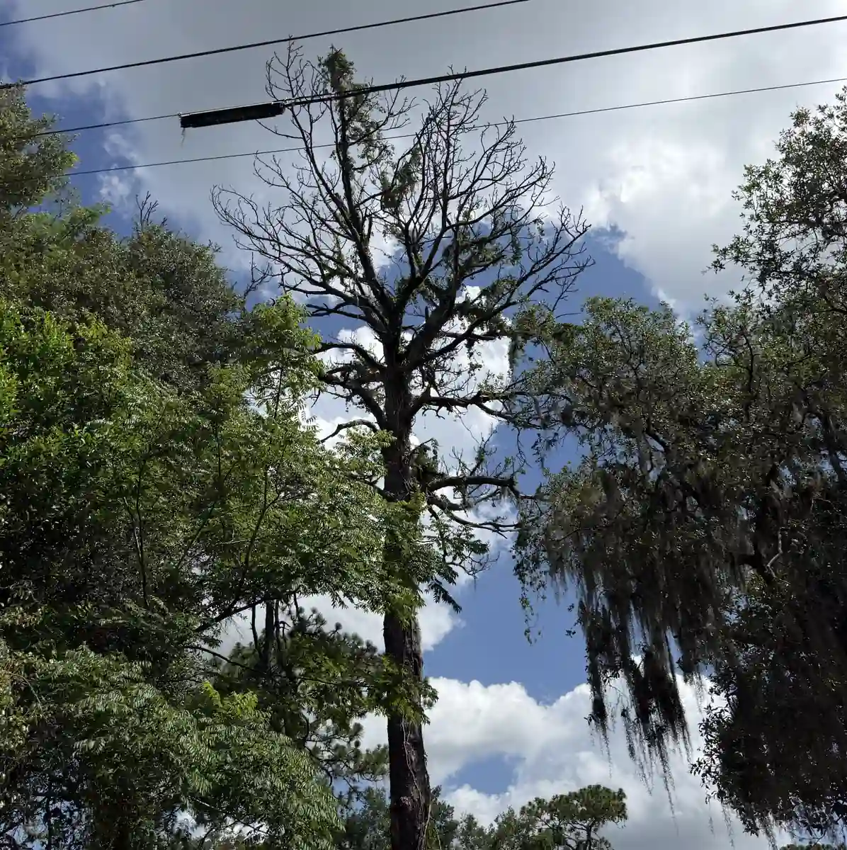 Bare, dead tree standing over a DeBary property before removal