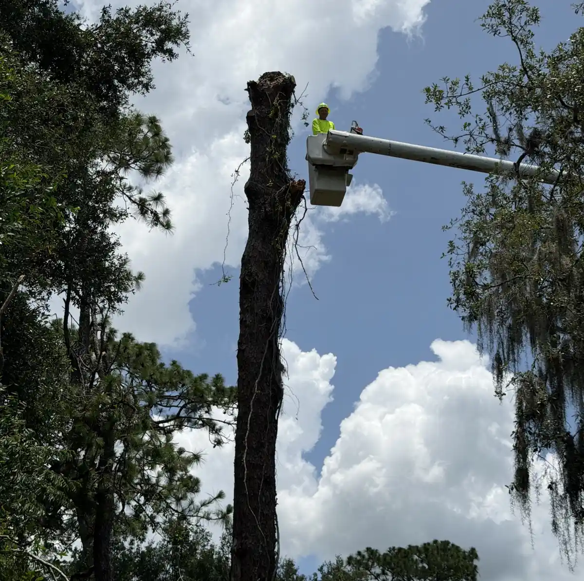 Cherry picker lifting a worker up to section down the dead DeBary tree