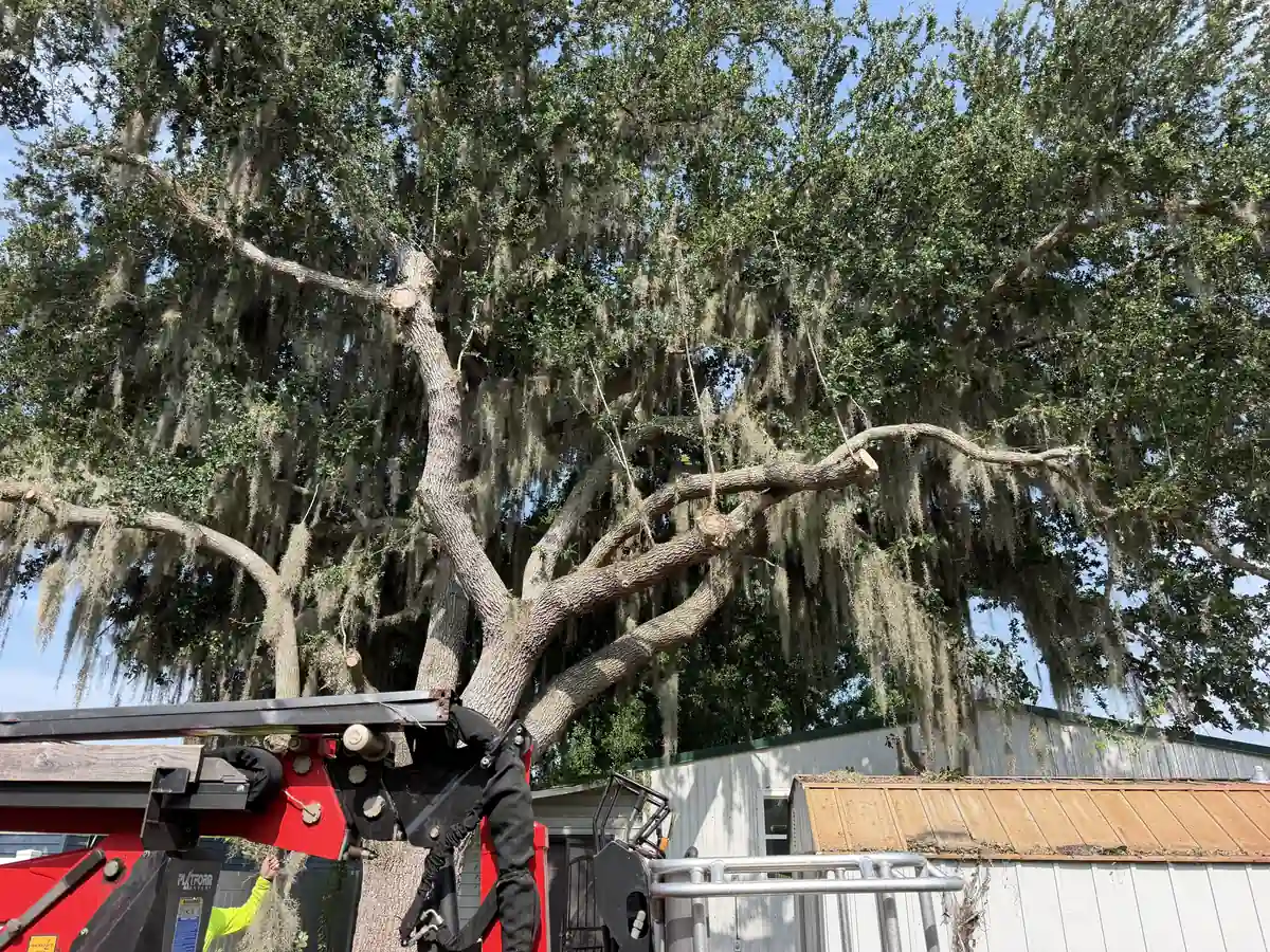 Full view of the large DeBary tree being trimmed back from the bucket lift