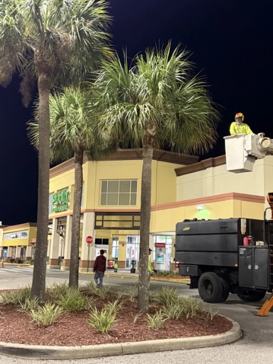 Commercial Sabal Palm Planting at a DeLand Shopping Center