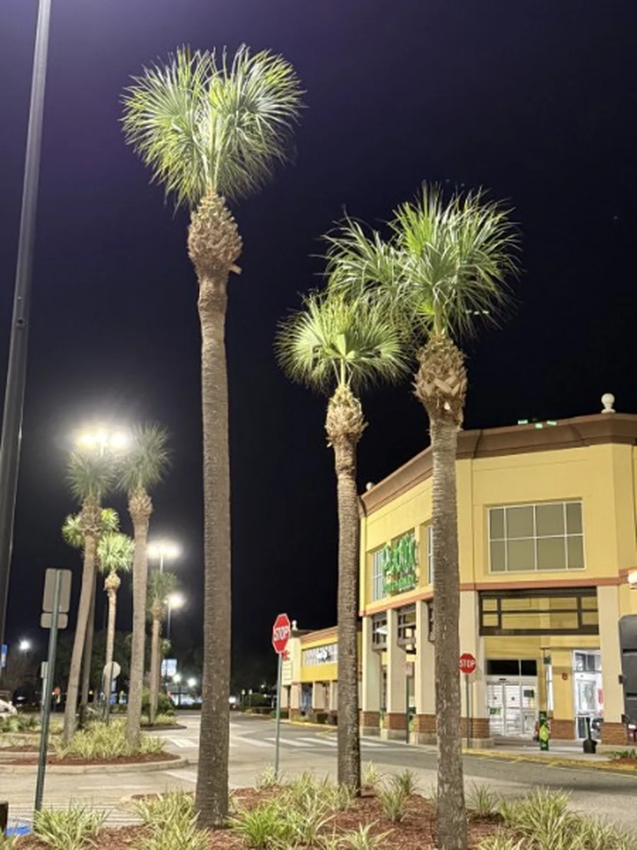 Commercial Sabal Palm Planting at a DeLand Shopping Center