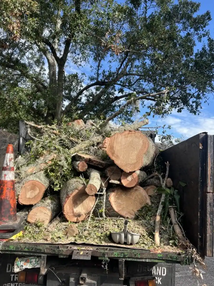 Large Oak Removal at a DeLand Apartment Community