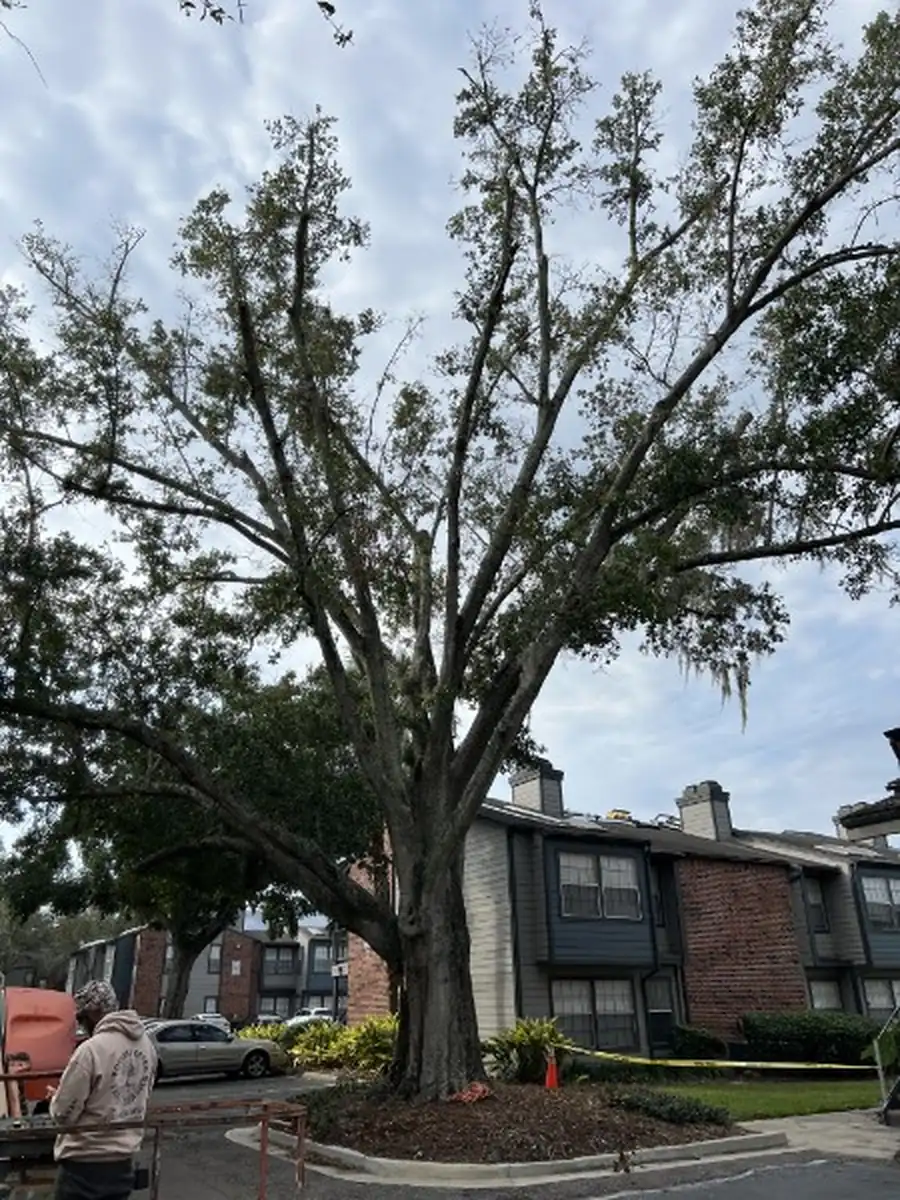 Large Oak Removal at a DeLand Apartment Community
