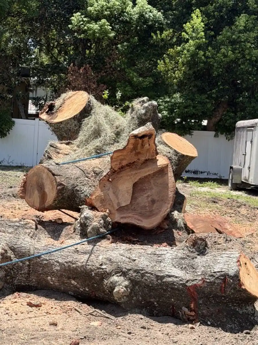 Trunk sections of the removed DeLand live oak showing discolored, decayed wood in the fresh cut faces