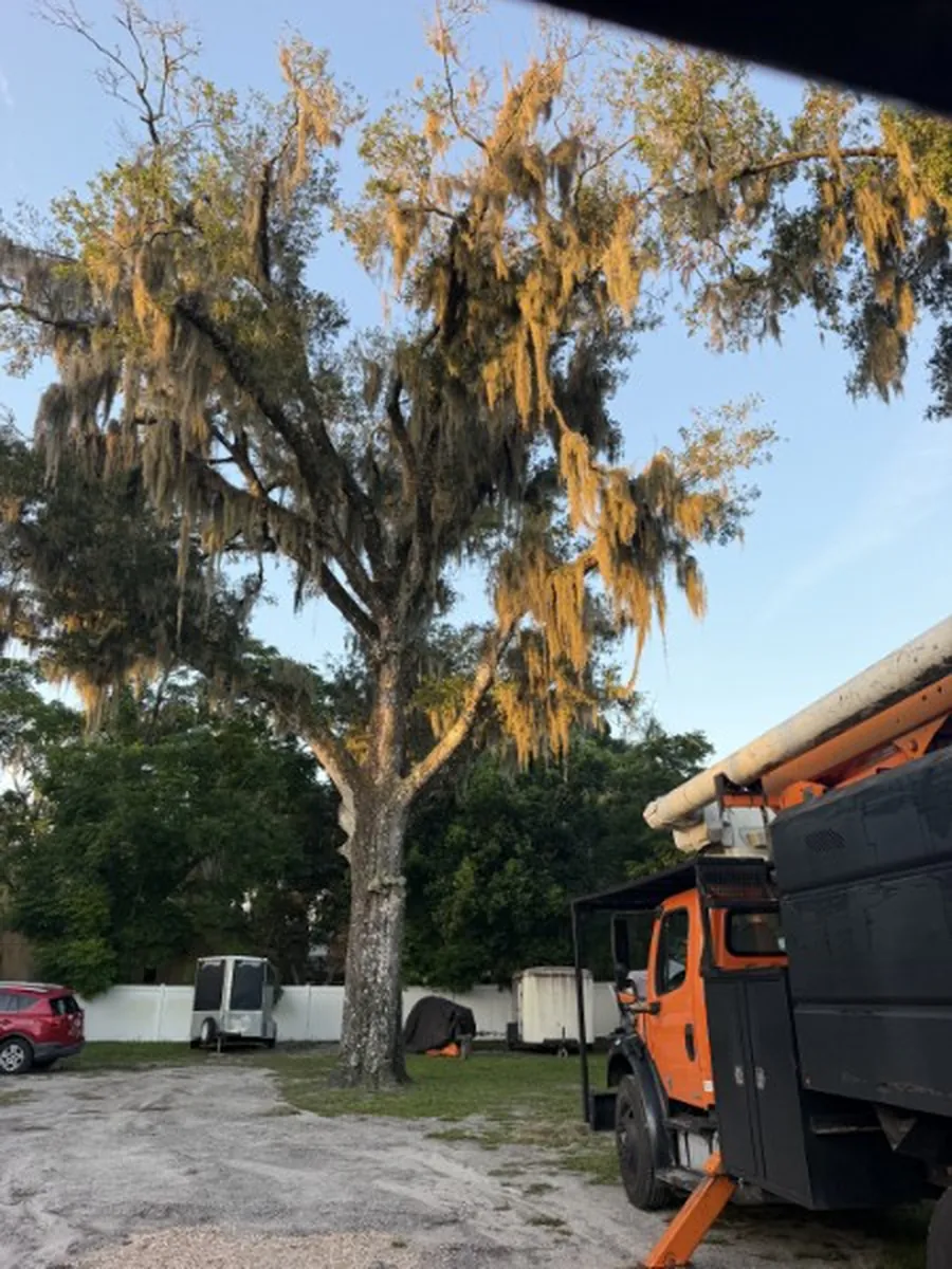 Bare dead limbs in the top of the DeLand live oak with heavy Spanish moss hanging from the lower canopy