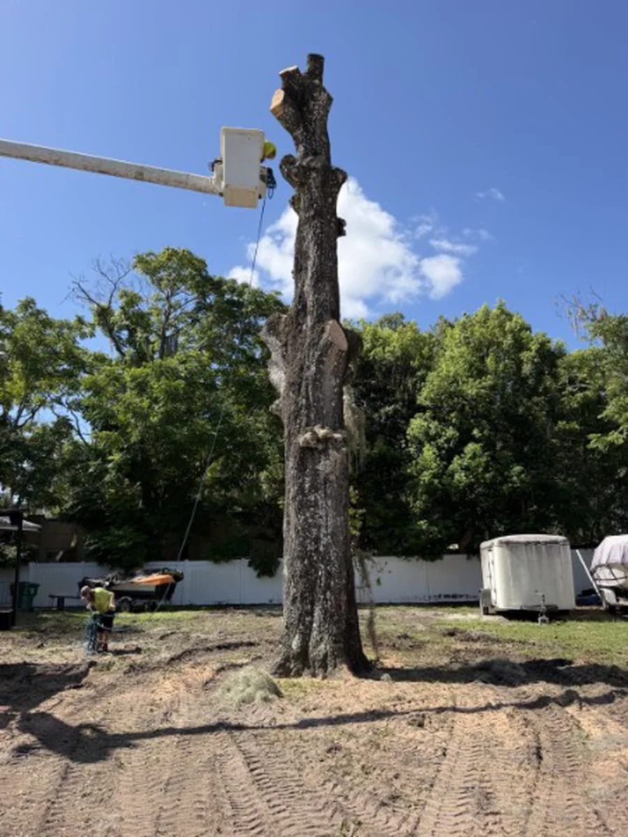 Bucket truck operator cutting the bare trunk of the DeLand live oak from the basket with a rigging line running to the ground