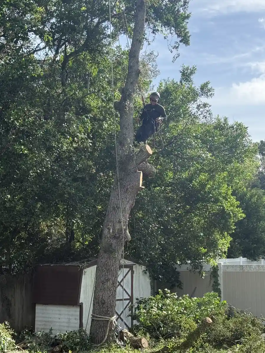 Roeling Green Lawns climber roped into the DeLand oak partway up the trunk with a rigging line running down through the canopy