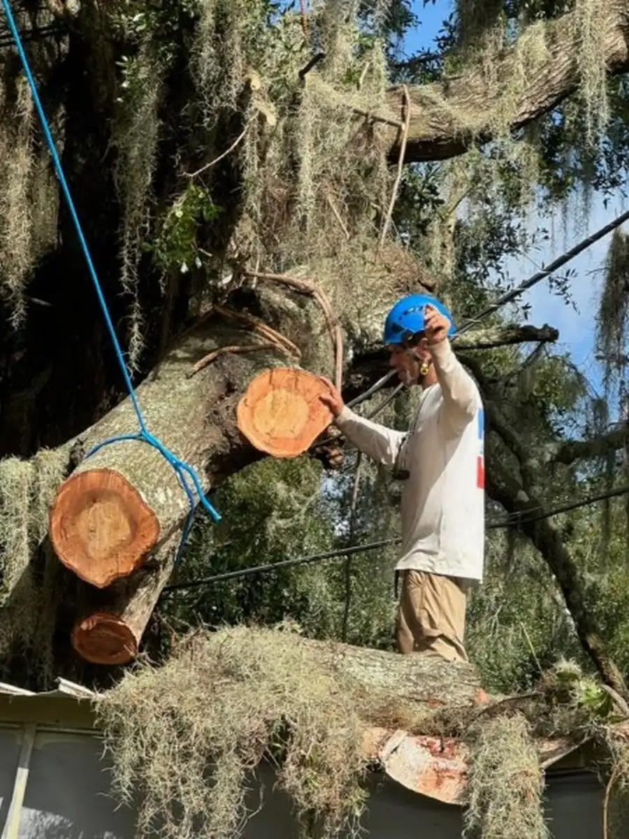 Storm Oak Removal Off a DeLand Home