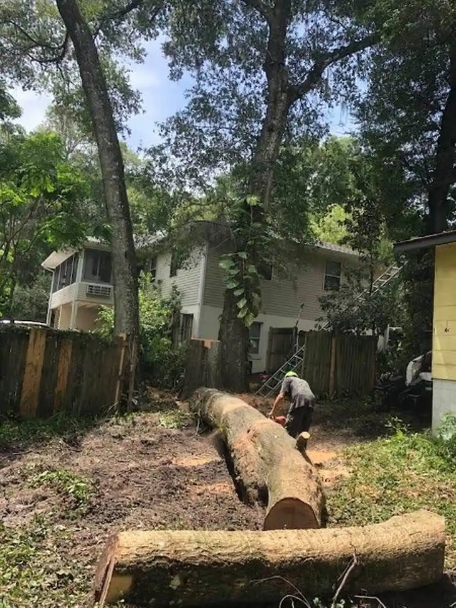 Heavy sections of trunk cut into logs and stacked in the DeLand yard