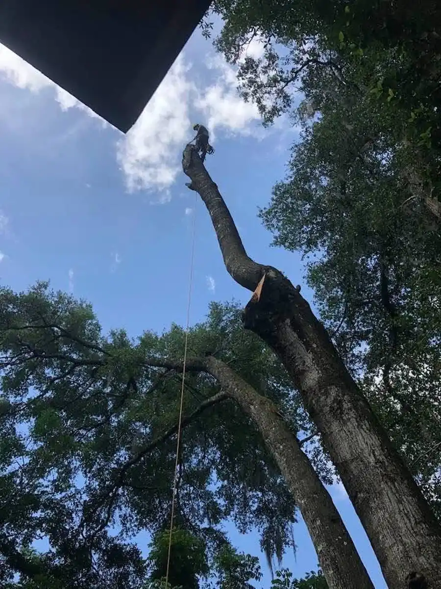 Large tree being removed in the yard of a DeLand home