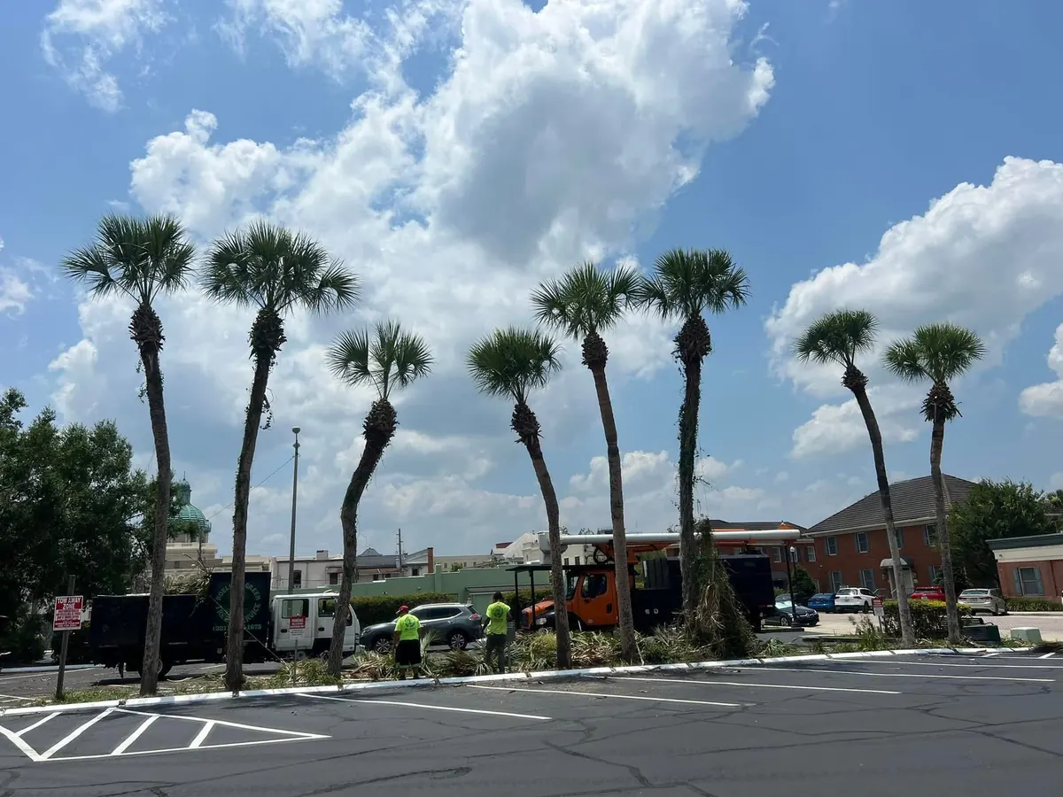 Trees trimmed back and cleaned up around a DeLand bank and its parking lot