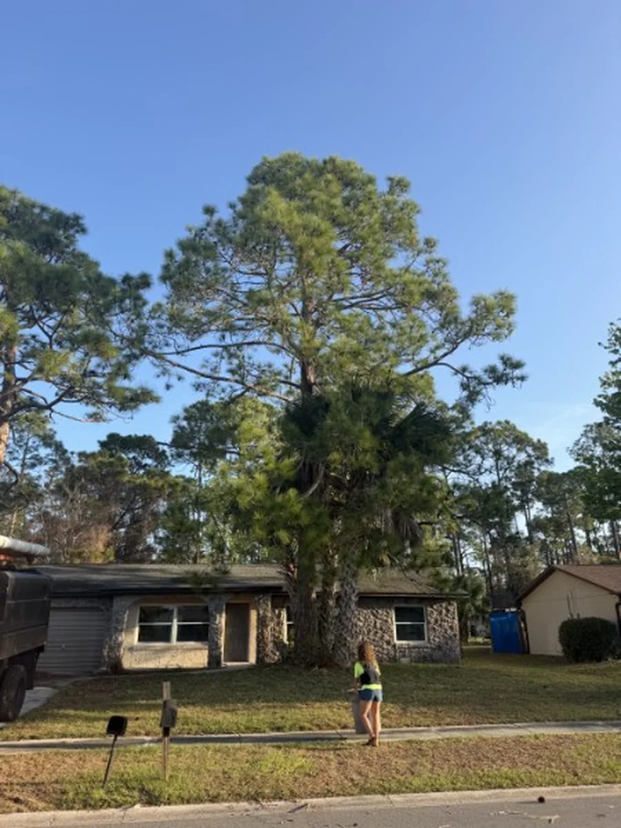 Large Pine Removal Over a Deltona Home