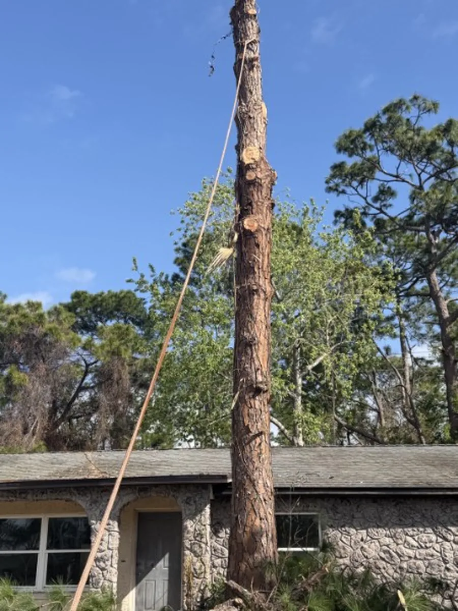 Large Pine Removal Over a Deltona Home