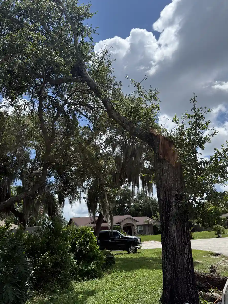 Moss draped live oak in a Deltona front yard with its top leader already off the trunk and cut logs stacked in the grass