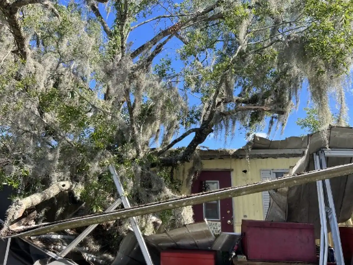 Large Moss Draped Oak Removed From a Home in Lake Helen