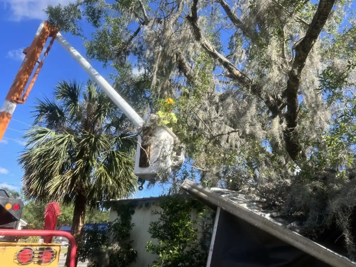 Large Moss Draped Oak Removed From a Home in Lake Helen