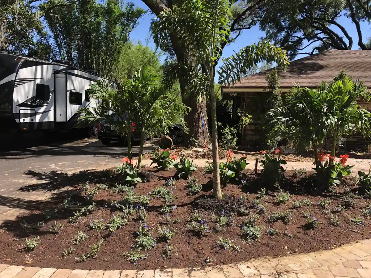 Close view of the new Winter Garden bed with red flowering canna lilies, silver foliage and young palms in fresh mulch