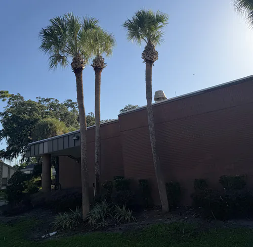 Three trimmed sabal palms standing clear of the brick wall and the covered entry after the job