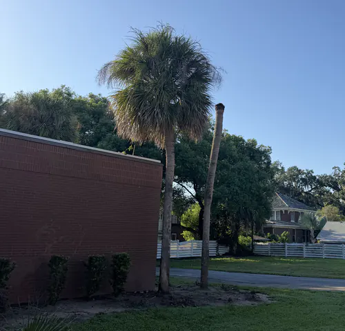 Bare palm trunk left standing after the crown was cut off during the Orlando removal