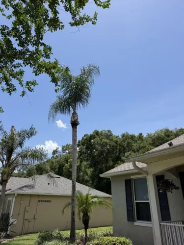 Queen Palms Cleaned Up and Trimmed in Daytona Beach