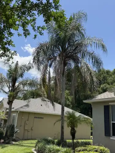 Queen Palms Cleaned Up and Trimmed in Daytona Beach