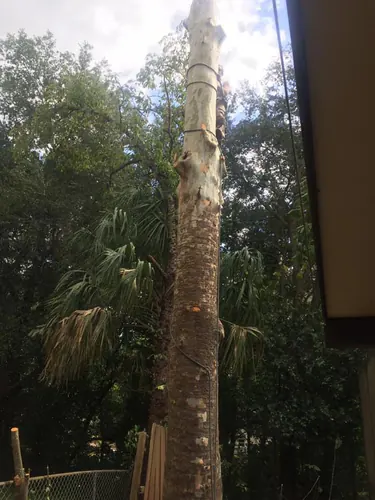 Bare stripped trunk roped for lowering beside the Daytona Beach house