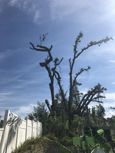 Dead tree cut back to bare stubs at the Daytona Beach property