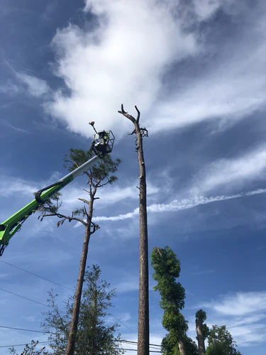Two bare dead pines standing over the Daytona Beach property before removal
