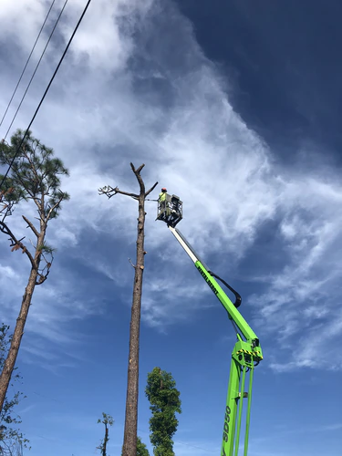 Lift working the top of a dead pine near overhead power lines in Daytona Beach
