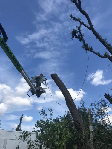 Tracked lift extended to a dead limb high above the Daytona Beach property