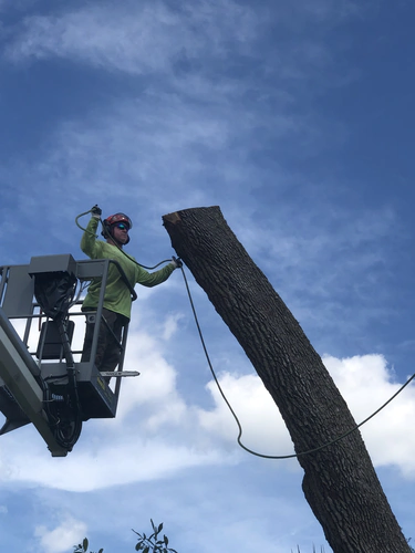 Operator cutting a section from a dead trunk while working from the lift basket in Daytona Beach