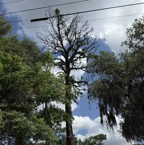 Dead Tree Removal in DeBary