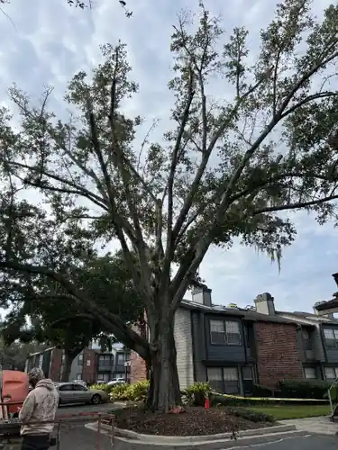 Large Oak Removal at a DeLand Apartment Community