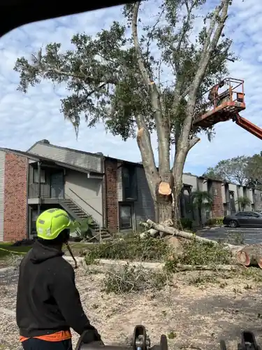 Large Oak Removal at a DeLand Apartment Community