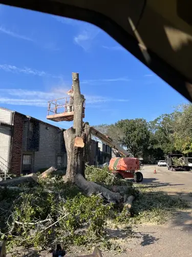 Large Oak Removal at a DeLand Apartment Community