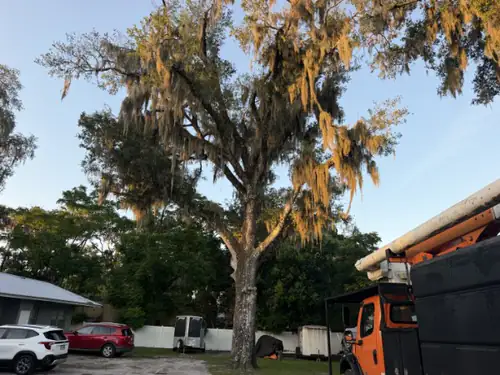 Wide view of the moss draped live oak over the DeLand lot before any cutting started