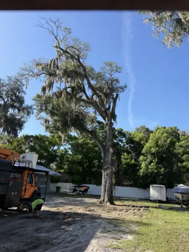 First half of the canopy taken off the DeLand live oak with the crew working below