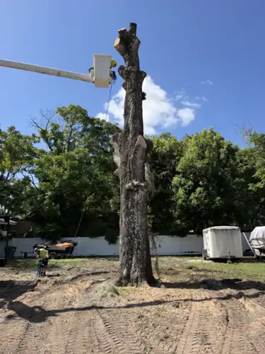 The live oak stripped to a bare spar with the bucket at the top of the trunk