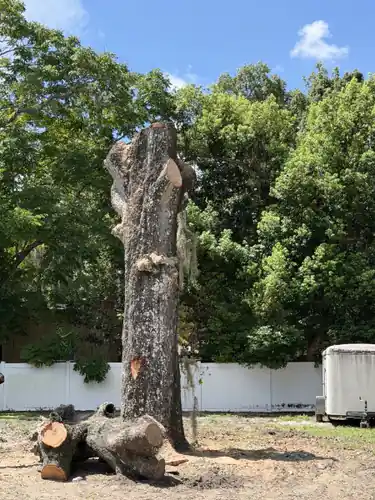 Short remaining spar and freshly cut log sections at the base of the DeLand live oak