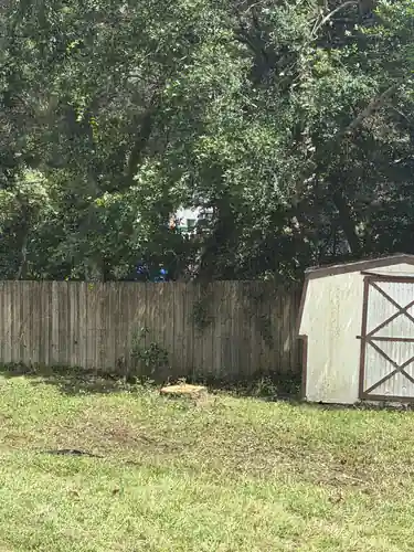 Cleared back corner of the DeLand yard with open sky where the leaning oak used to stand
