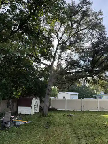 The DeLand oak leaning over a metal storage shed before any cutting began